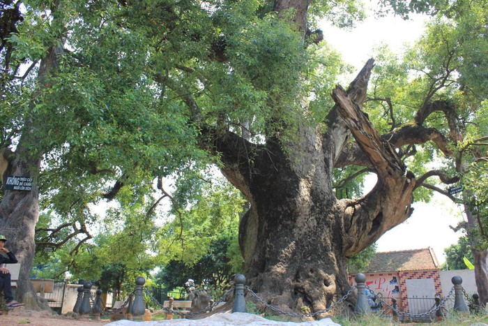 Cây dã hương ngàn năm tuổi ở Bắc Giang